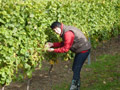 Weingut Sigrid Kaul